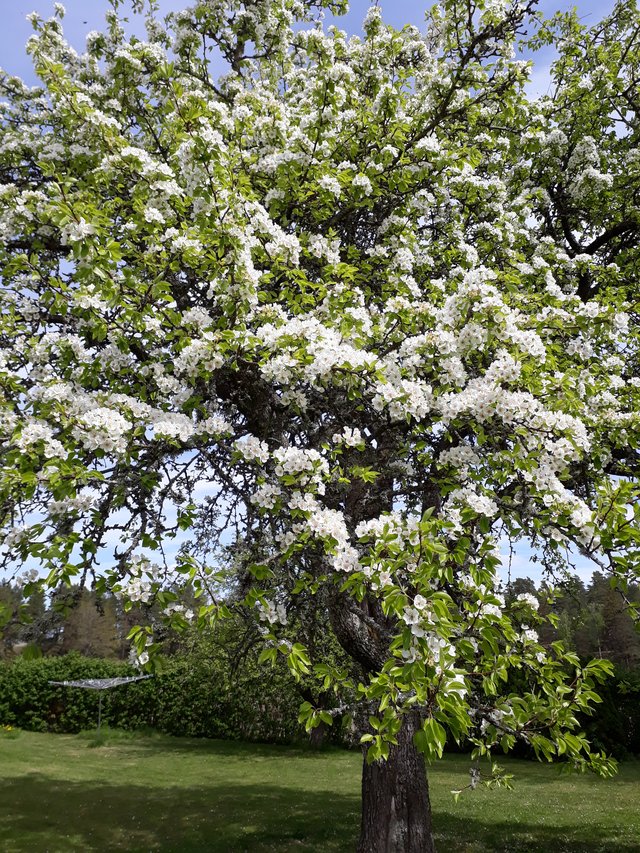 Blommande päronträd, foto Monica Blomberg
